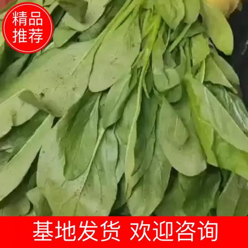 河北邯郸小叶菠菜基地发货价格欢迎电联。实地考察