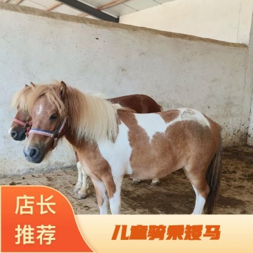 进口设特兰矮马儿童乘骑马景区观赏侏儒矮马家庭饲养贵族矮马