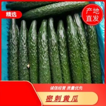 河南夏邑密刺黄瓜黄瓜/绿皮黄瓜/绿壤绿肉，全国发货