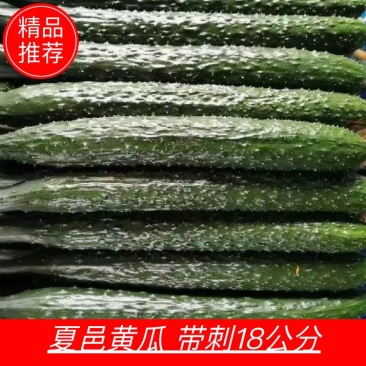 电商平台多多买菜夏邑密刺黄瓜/河南黄瓜/全国发货电商市场