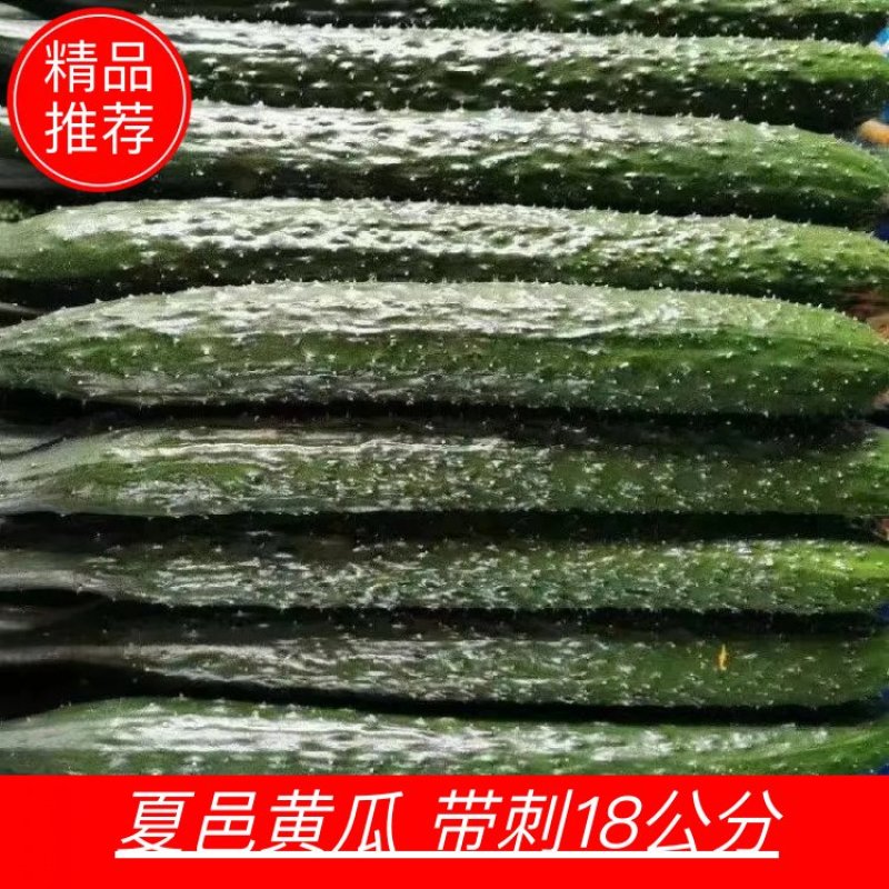 电商平台多多买菜夏邑密刺黄瓜/河南黄瓜/全国发货电商市场