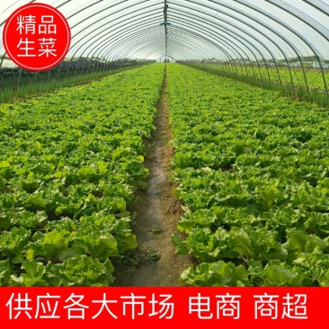 【生菜】精品意大利生菜基地大量有货可视频看货欢迎咨询