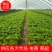 【生菜】精品意大利生菜基地大量有货可视频看货欢迎咨询