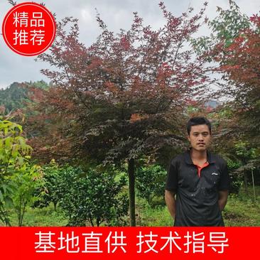 嫁接中国红枫，1.3-1.4米分支。一年到五年冠幅都有