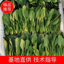 山东滨州惠民菠菜大量有货，欢迎来电咨询也可实地看货