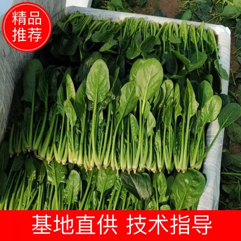 菠菜开始大量上市，精品，普通，捆把，装箱都有