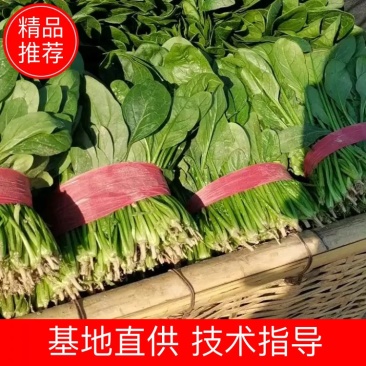 优质精品菠菜20~25厘米开始大量上市