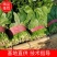 优质精品菠菜20~25厘米开始大量上市
