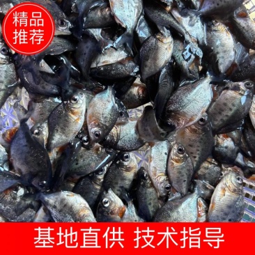 白鲳鱼苗优质白鲳鱼苗红鲳鱼苗淡水白鲳鱼苗，欢迎仪价