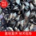 白鲳鱼苗优质白鲳鱼苗红鲳鱼苗淡水白鲳鱼苗，欢迎仪价