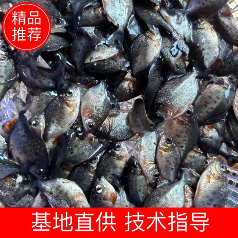 白鲳鱼苗优质白鲳鱼苗红鲳鱼苗淡水白鲳鱼苗，欢迎仪价