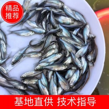 武昌鱼苗鳊鱼苗边鱼苗三角鲂鱼苗沙边鱼苗生长速度快