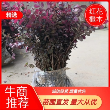 【牛商推荐】红花檵木，产地发货，成活率高，量大从优