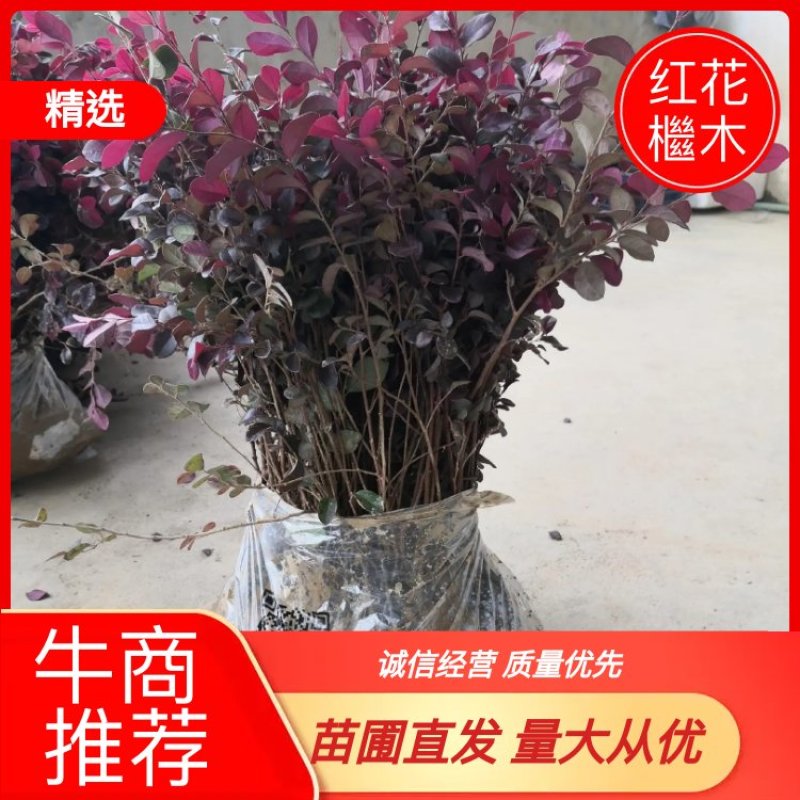 【牛商推荐】红花檵木，产地发货，成活率高，量大从优