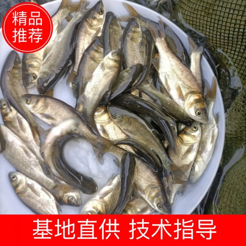 花鲢鱼苗，优质大头鱼苗，一手货源，场地直供支持全国发货