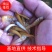 金草鱼苗，金丝鲩鱼苗，俄罗斯金草鱼苗基地直供