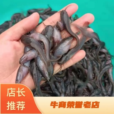 埃及鱼苗，胡子鲶鱼苗塘角苗大口鲶鱼苗塘鲺鱼苗全国发货