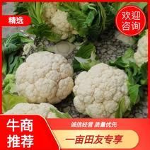 【菜花】陕西白花菜花，有机花菜，量大从优。产地发货