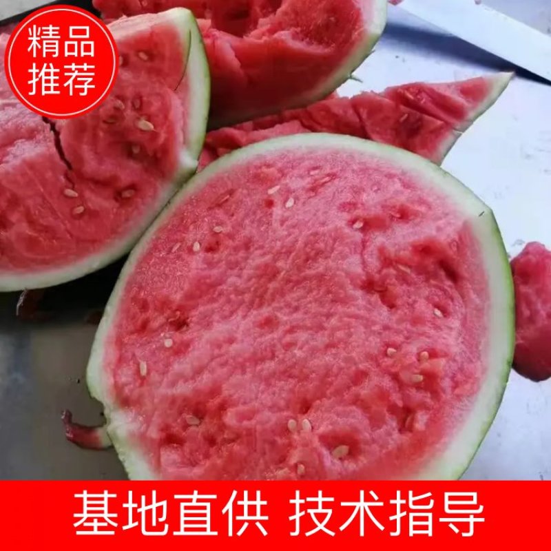 【西瓜】夏邑精品美都西瓜大量上市现摘现发皮薄多汁