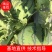 夏邑美都个大包甜新鲜上市一茬瓜欢迎咨询1