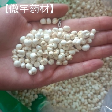 【傲宇药材】豆贝颜色好货干怀中抱月