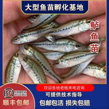 鲈鱼苗养殖基地价格优惠常年供应现捞现捕，品质保证