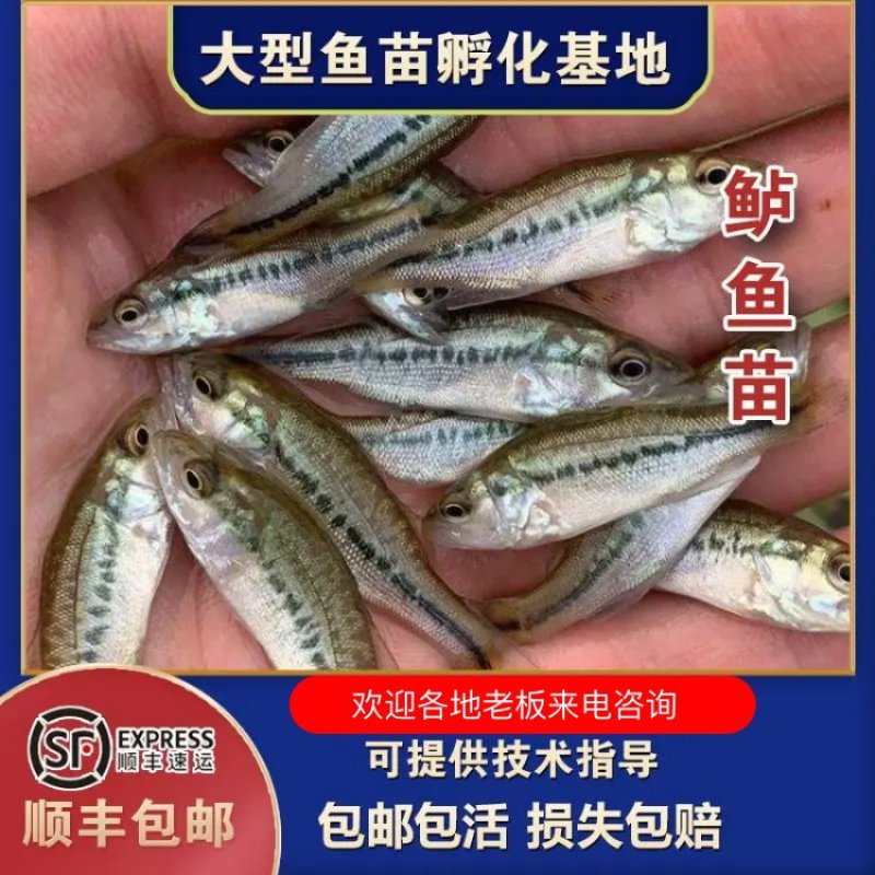 鲈鱼苗养殖基地价格优惠常年供应现捞现捕，品质保证