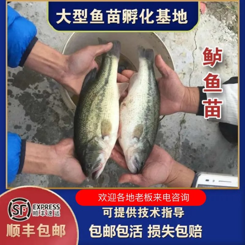 鲈鱼苗养殖基地价格优惠常年供应现捞现捕，品质保证