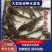 黄骨鱼苗/黄辣丁/全雄黄颡鱼/生长快，抗病强