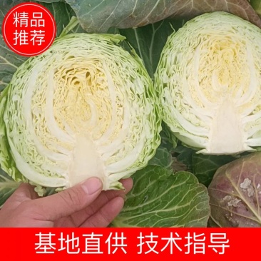 湖北精品甘蓝，大量现货，保质保量，有需要的欢迎与我联系