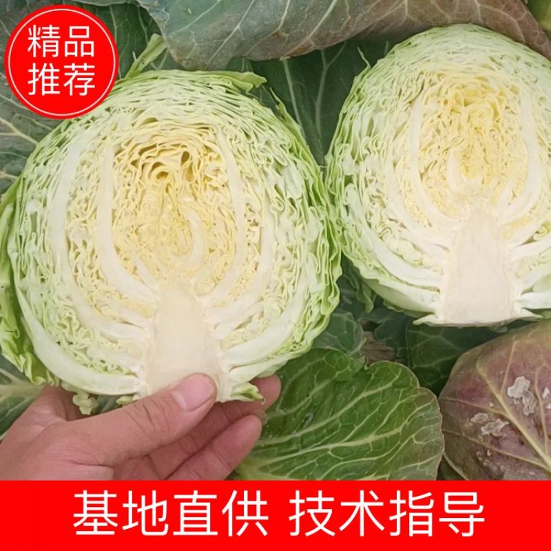 湖北精品甘蓝，大量现货，保质保量，有需要的欢迎与我联系