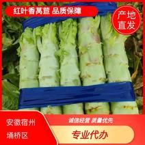 红叶香莴笋产地直销货员充足品质，宿州市埇桥区欢迎