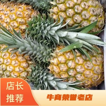 湛江徐闻精品菠萝大量供应量大从优诚信经营质量保证