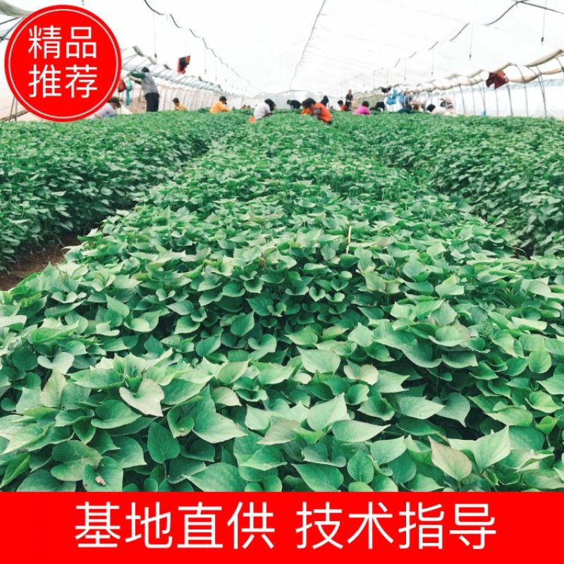 秦薯5号原原种红薯苗，短蔓型红薯【基地直供】