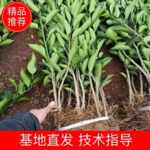 沃柑，基地自销放心购买免费提供种植管理技术指导保湿发货