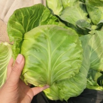 精品绿甘蓝8398-中甘56大量供货、基地直销