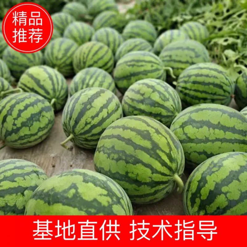 【坏烂包赔】无籽美都西瓜量大从优，质量好，价格优