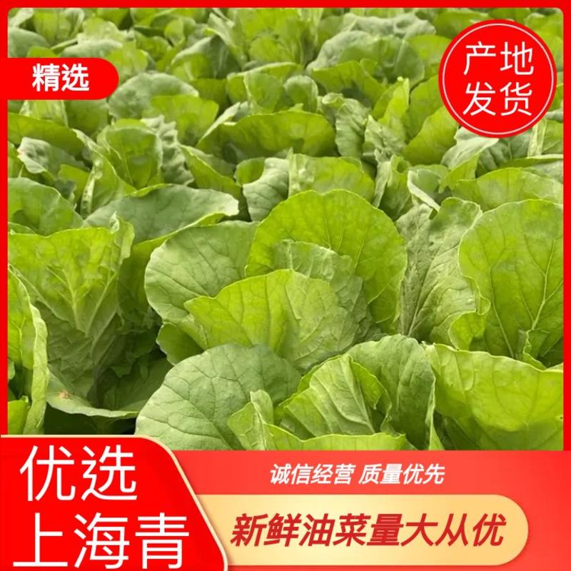 【产地直供】【上海青】新鲜油菜对商超电商批发量大从优