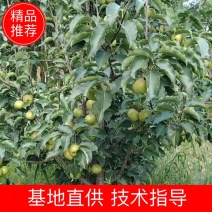 梨树苗，安国梨，红花盖，寒红梨，苹果梨树苗