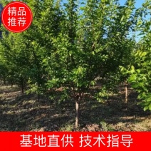 龙源秋李子，青脆李子苗，李子苗大量，1-5公分李子苗