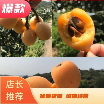 【枇杷】云霄枇杷新鲜当季水果可批发,可一件代发