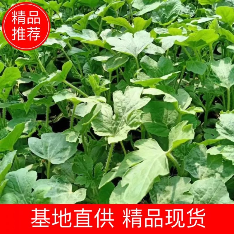精品甜王西瓜苗产地直供量大从优三叶一芯欢迎来电咨询
