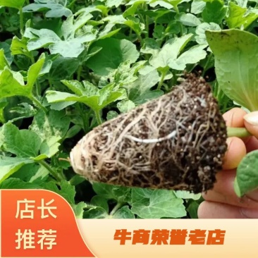 西瓜苗大量现货京欣西瓜苗脱毒基地直供视频看货