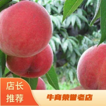 突围桃树苗品种纯正味甜早熟个大高产抗病