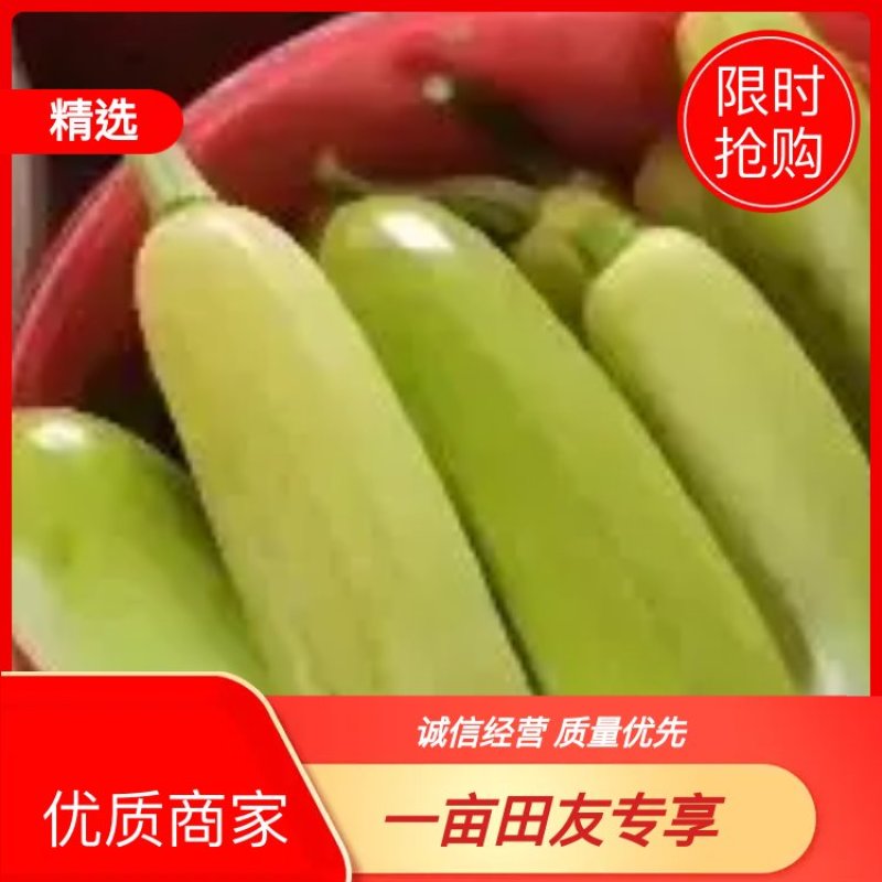 绿皮西葫芦颜色亮，质量有保证，上货量大