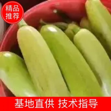 绿皮西葫芦颜色亮，质量有保证，上货量大