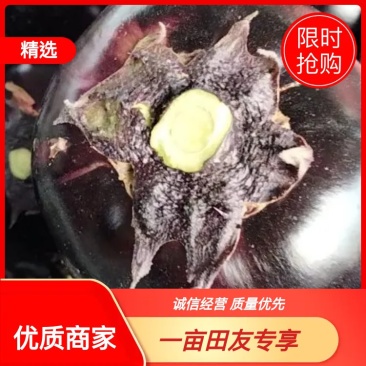【紫光圆茄】大量上市，产地直发，质量很好需要的联系我