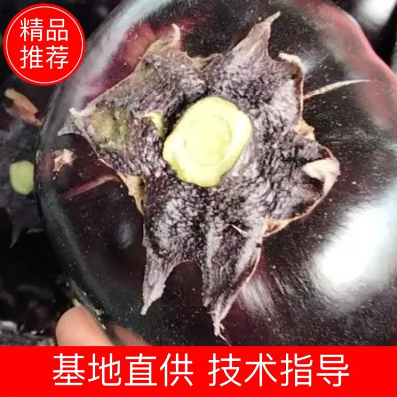 【紫光圆茄】大量上市，产地直发，质量很好需要的联系我