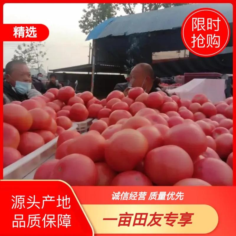 晚茬西红柿大量上市，货源充足，质量保证，全国各地代收发