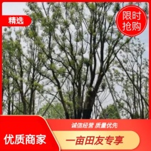 香樟，全冠香樟，移栽香樟，丛生香樟，多杆香樟全冠移栽香樟